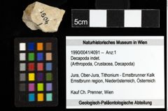 Foto (Objekt + Etiketten) von Decapoda indet. 